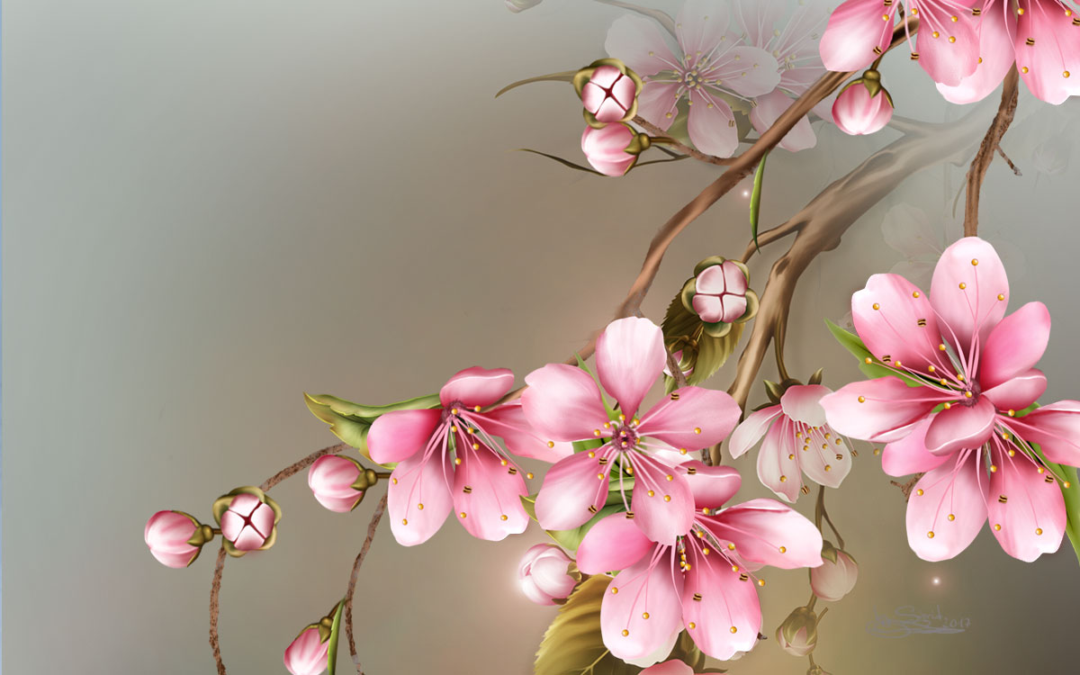 Kirschblüten